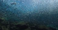The docuseries will show us the oceans' ecosystems (Image via Netflix)